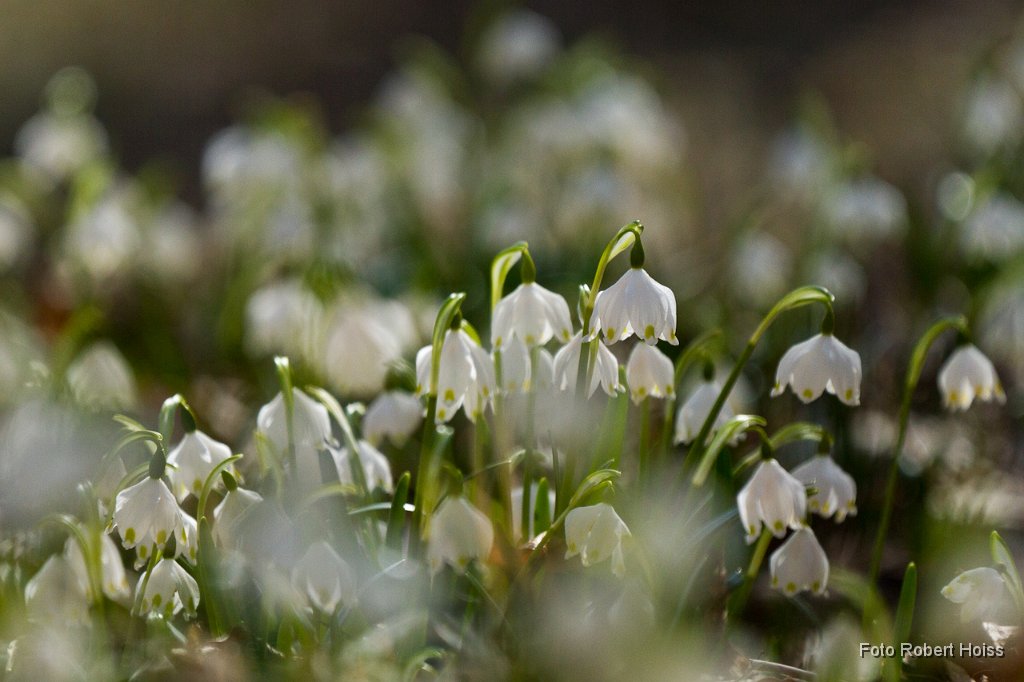 2011-03-31 03 Maerzenbecher_0886_RH.jpg